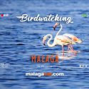 Birdwatching in Malaga