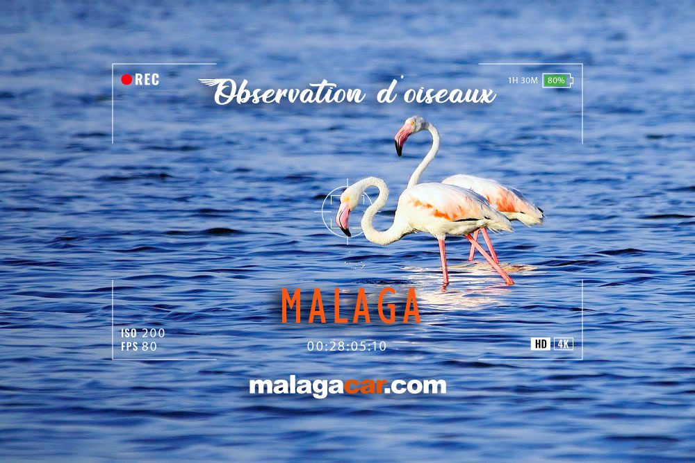 Observation des oiseaux à Malaga
