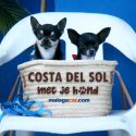 Costa del Sol met hond
